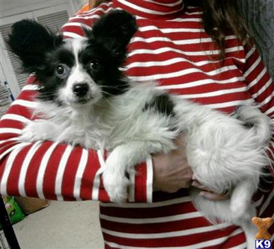 Papillon Puppies for Sale